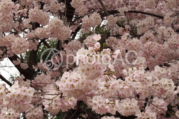 桜 桜の写真