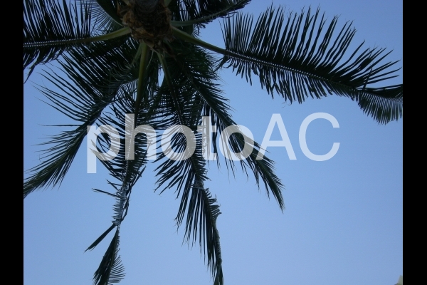 ヤシの木と青空 ヤシの木と青空の写真