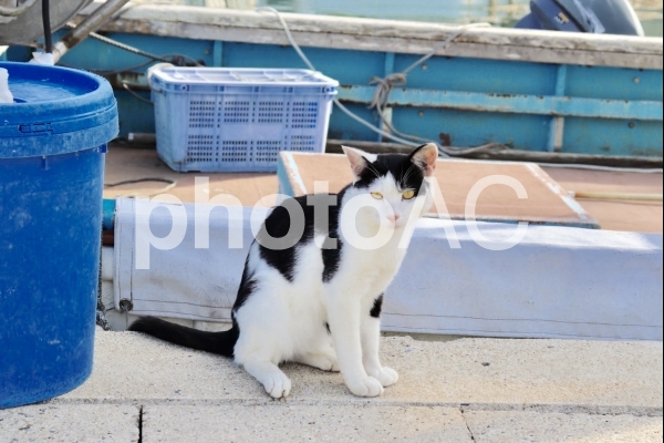 島猫 たたずむ 島猫 たたずむの写真