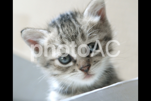 子猫_箱の中_80 子猫_箱の中_80の写真