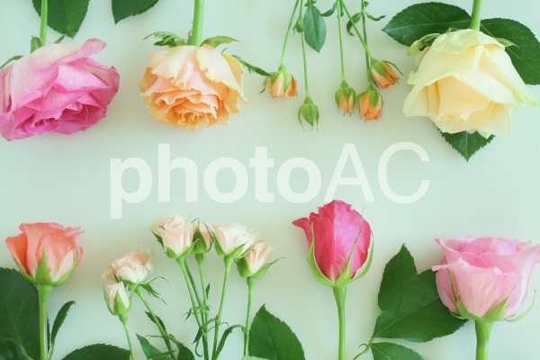 薔薇のフレーム 4 薔薇のフレーム 4の写真