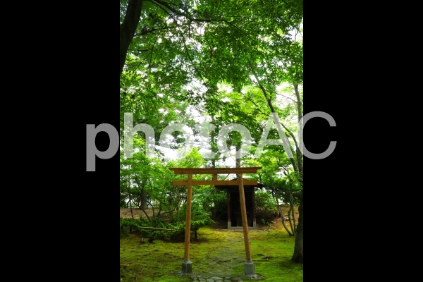 夏の森の風景 夏の森の風景の写真