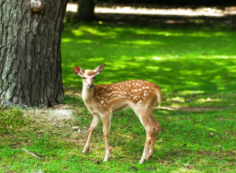 「ac 写真　奈良公園」の画像検索結果