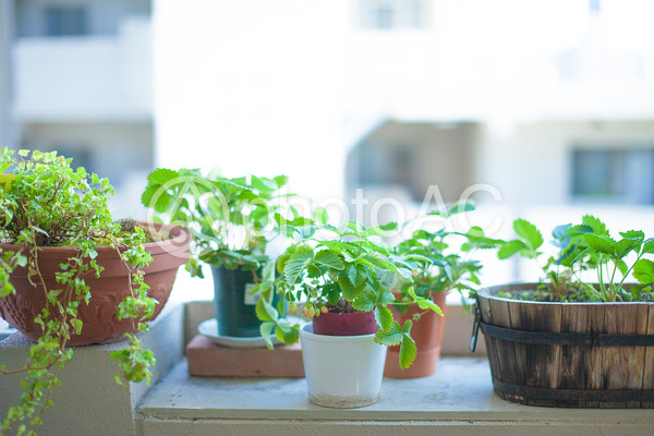 窓際の観葉植物2 窓際の観葉植物2の写真