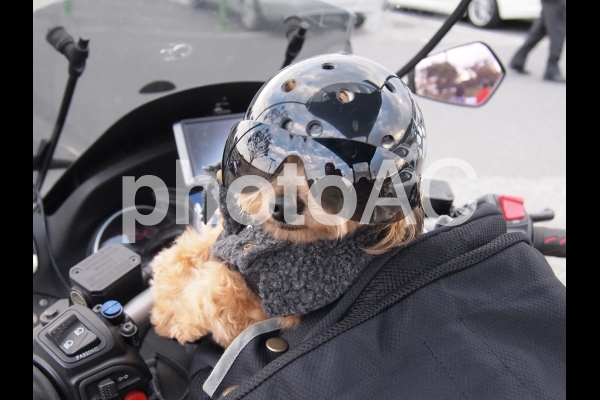 バイク犬、ティナの旅。 バイク犬、ティナの旅。の写真
