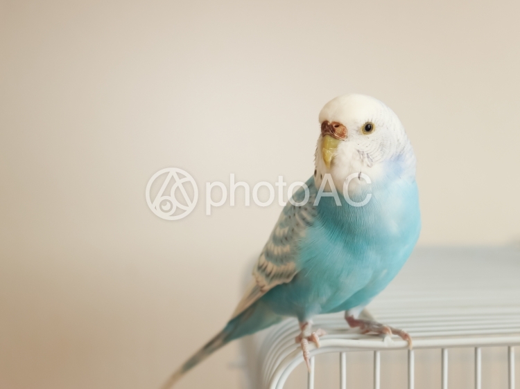 セキセイインコと鳥かご No 1045542 写真素材なら 写真ac 無料 フリー ダウンロードok
