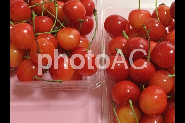 佐藤錦(2014.06ころ撮影) 佐藤錦(2014.06ころ撮影)の写真