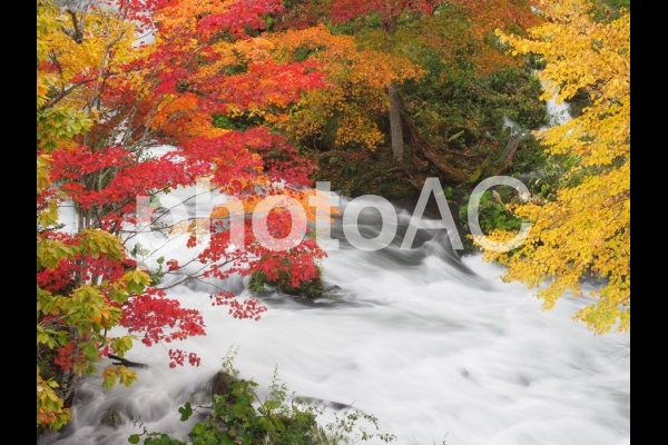 紅葉 紅葉の写真