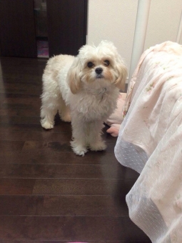 サンプル