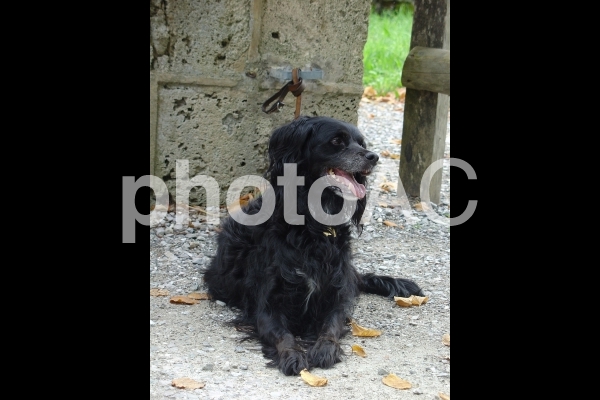笑顔で待つ黒い犬 笑顔で待つ黒い犬の写真
