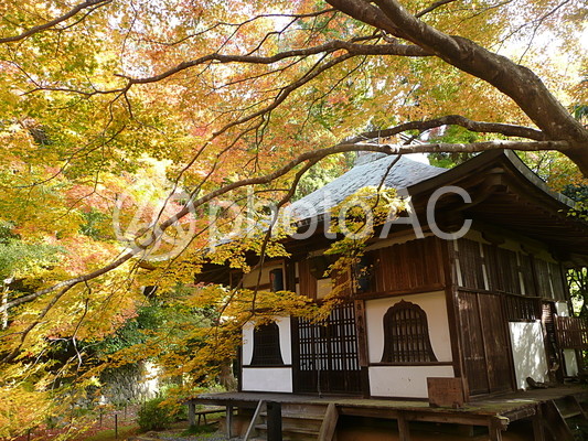 金蔵寺の紅葉 金蔵寺の紅葉の写真