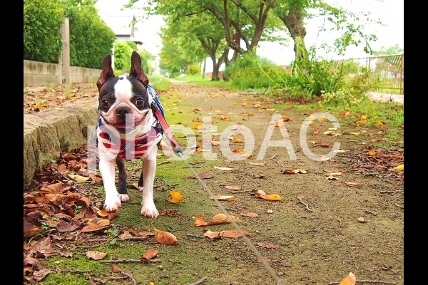 犬 秋のお散歩 犬 秋のお散歩の写真