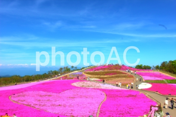茶臼山高原の芝桜 茶臼山高原の芝桜の写真