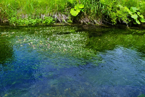 せせらぎ 水路 北海道 恵庭 小川 水辺 オアシス ピクニック 遠足 森林浴 リラックス,植物,夏,ナチュラル,空,青空,緑,グリーン,木,葉,葉っぱ,新緑,自然,林,背景,成長,癒される,癒し,光,希望,森林,木漏れ日,森,環境,清潔,爽やか,太陽,前 せせらぎ 水路 北海道 恵庭 小川 水辺 オアシス ピクニック 遠足 森林浴 リラックス,植物,夏,ナチュラル,空,青空,緑,グリーン,木,葉,葉っぱ,新緑,自然,林,背景,成長,癒される,癒し,光,希望,森林,木漏れ日,森,環境,清潔,爽やか,太陽,前の写真