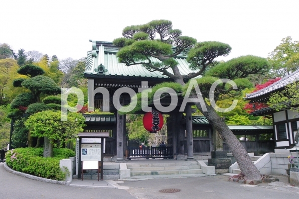 鎌倉 長谷寺 鎌倉 長谷寺の写真