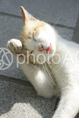 広島の町並みと動物7 広島の町並みと動物7の写真