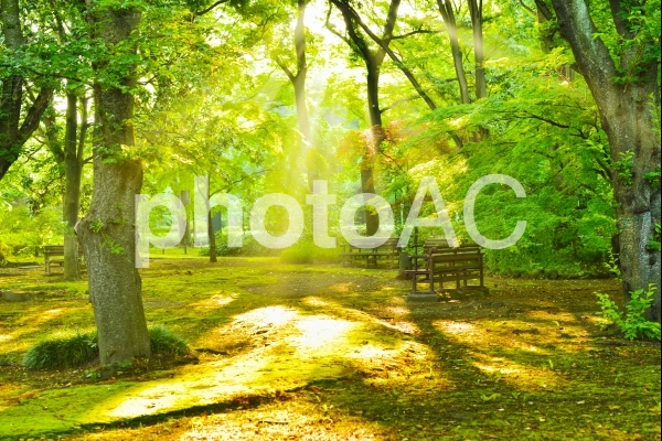 風景 木漏れ日の差し込む早朝の公園 風景 木漏れ日の差し込む早朝の公園の写真