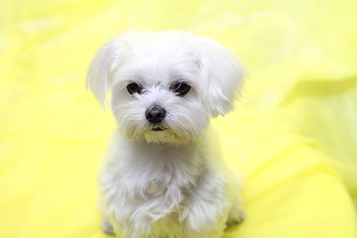 すべての動物の画像 50 マルチーズ イラスト 無料