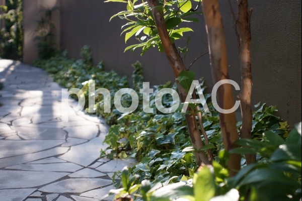 木漏れ日 木漏れ日の写真