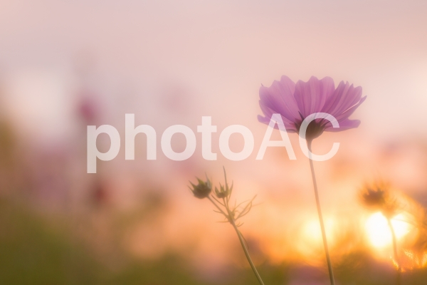 コスモス 淡い夕景2 コスモス 淡い夕景2の写真
