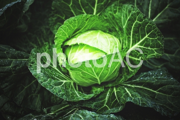 キャベツ1 キャベツ1の写真
