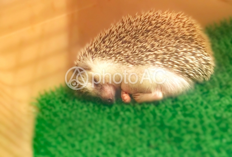 すやすや眠るハリネズミ No 写真素材なら 写真ac 無料 フリー ダウンロードok