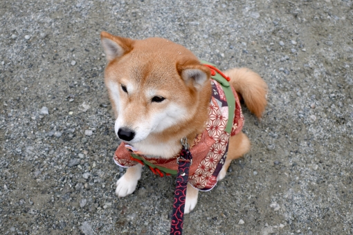 犬 お座りの写真素材 写真素材なら 写真ac 無料 フリー ダウンロードok
