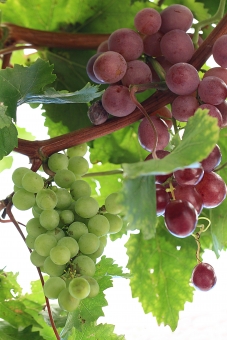 ベスト50 ぶどう 葉っぱ イラスト 簡単 動物ゾーン