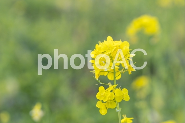 菜の花 菜の花の写真