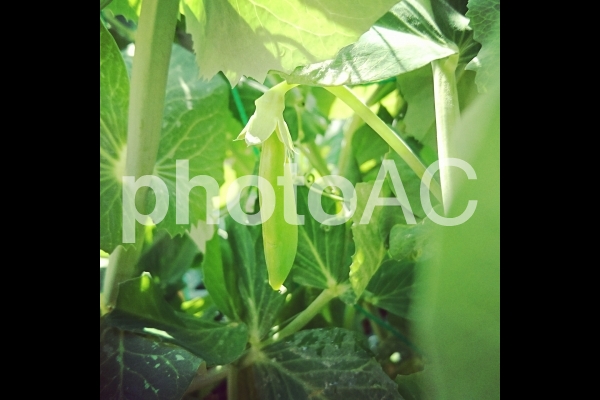 えんどう豆 えんどう豆の写真