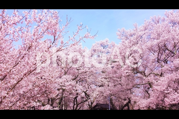 春爛漫 満開の桜がある風景 08 春爛漫 満開の桜がある風景 08の写真