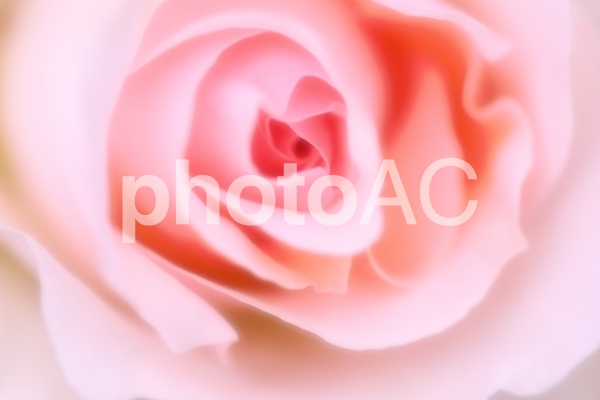 美しいバラ_ソフトイメージ 美しいバラ_ソフトイメージの写真