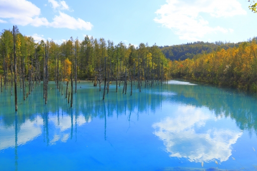 青い池と紅葉4 紅葉 秋 ブルーの池 人口池 映り込み 北海道の池 白樺 空 青空 真夏 島 林 岩 観光 雄大 日本 湖畔 透明 鮮か 湖面 展望台 名所 透明度 爽やか 樹木 快晴 北海道遺産 水の色 湖の色 ネイチャー 野外 絶景地 水没 観光地 白金温泉 白金 道央 青色 アジア 富良野 水上 川 夜 水 枯れ木 水鏡 森 木 北海道の湖 美瑛・青い池 北海道美瑛 旅行 美瑛 十勝岳 青い池 神秘的 風景 池 湖 青 青い背景 自然 木々 エコ 神秘 北海道 綺麗 景色 美しい