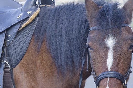 白斑の写真素材 写真素材なら 写真ac 無料 フリー ダウンロードok