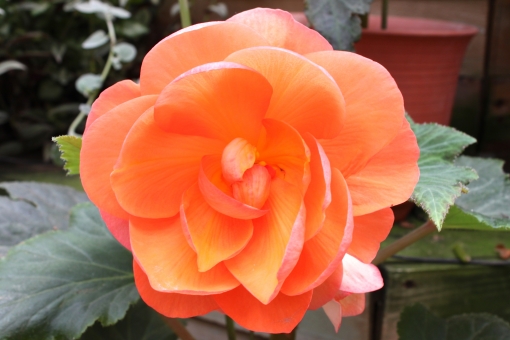 すべての花の画像 これまでで最高のベゴニア イラスト 白黒