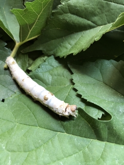 トップ100 可愛い 蚕 イラスト 最高の動物画像