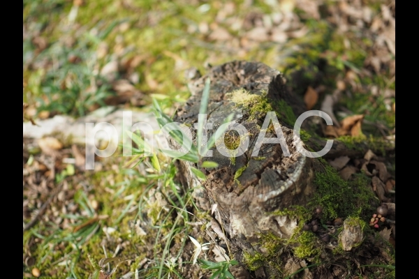 苔むす切り株 苔むす切り株の写真