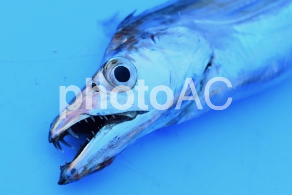 【魚・釣り】太刀魚 【魚・釣り】太刀魚の写真