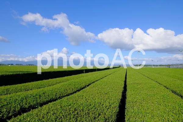 茶畑横 茶畑横の写真