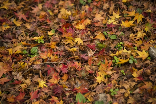 ãac åç è½ã¡èãã®ç»åæ¤ç´¢çµæ