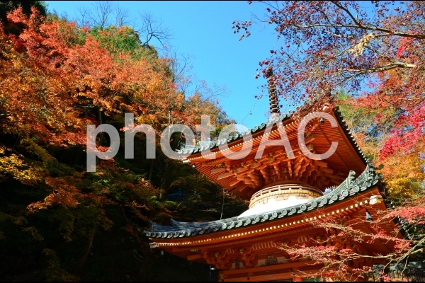大威徳寺の紅葉5 大威徳寺の紅葉5の写真