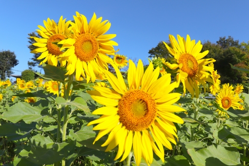 かっこいい の写真素材 写真素材なら 写真ac 無料 フリー ダウンロードok
