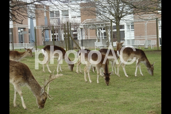 鹿公園のシカたち、食事中 鹿公園のシカたち、食事中の写真
