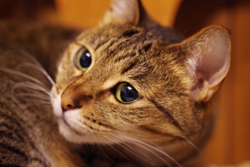 ネコの待ち受けの写真素材 写真素材なら 写真ac 無料 フリー ダウンロードok