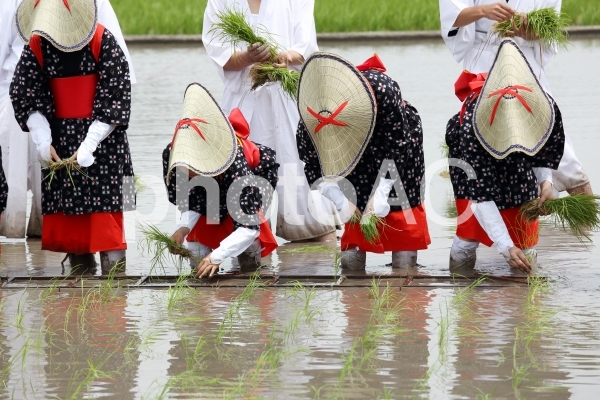 お田植え祭り 早乙女 お田植え祭り 早乙女の写真