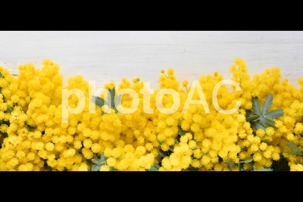 ふわふわミモザの花びら、白背景 ふわふわミモザの花びら、白背景の写真