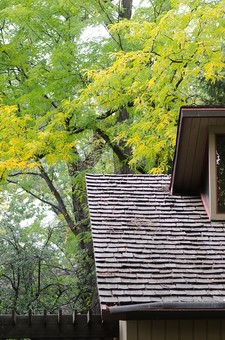 階段と紅葉する木2