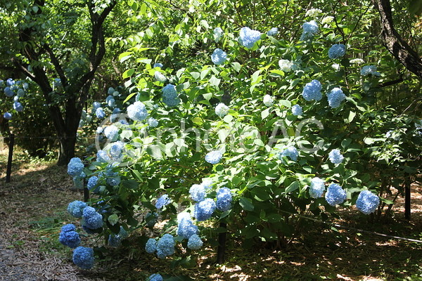 梅宮大社神苑の紫陽花4 梅宮大社神苑の紫陽花4の写真