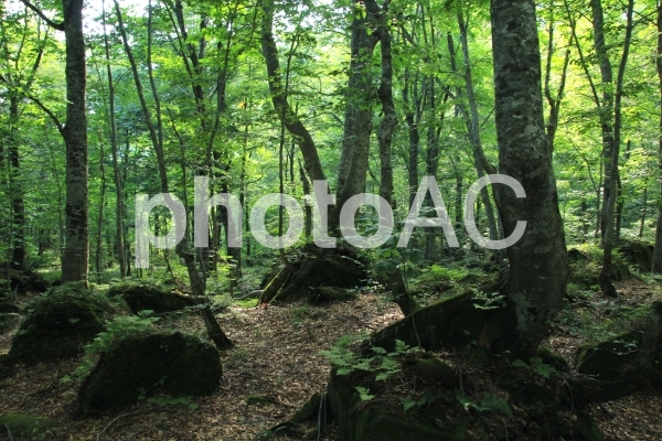 白神山地の森林 白神山地の森林の写真