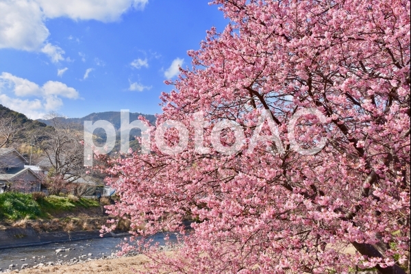 河津桜 河津桜の写真